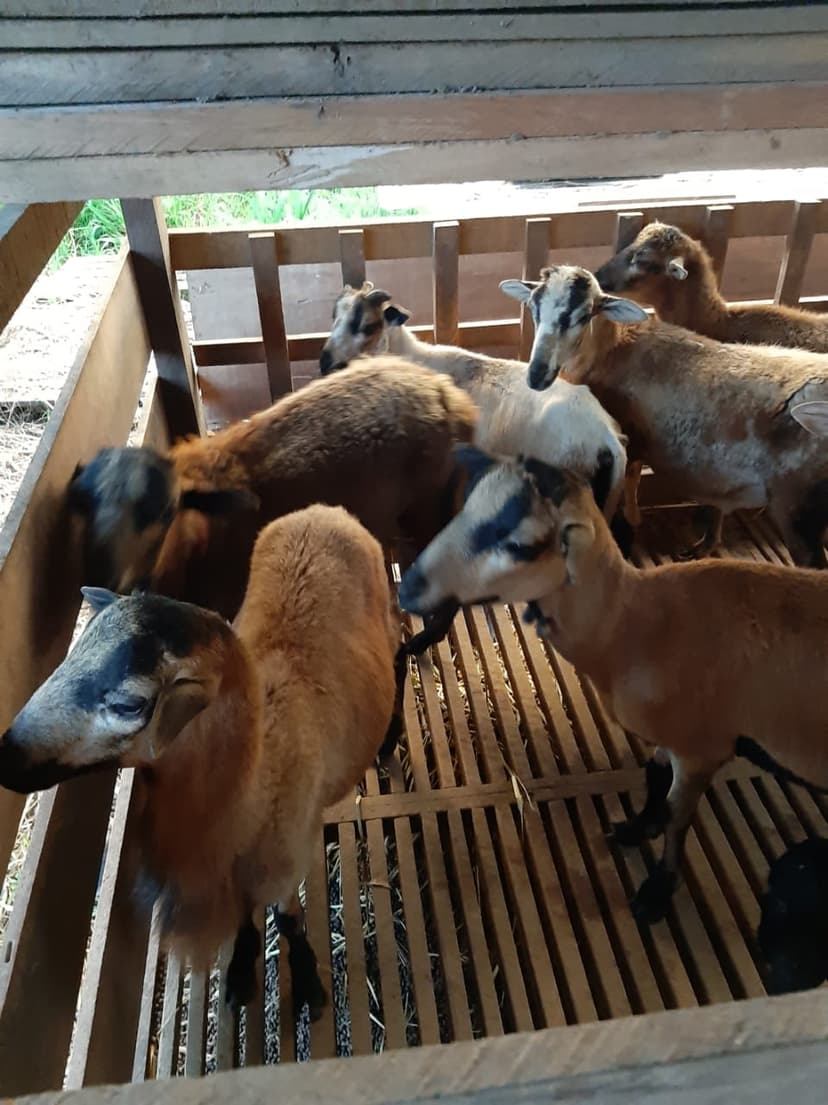 Fête de l’Aïd el Kébir Appel aux éleveurs guyanais